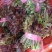 香椿芽头茬大量上市了，望全国各地的商家前来批发订购，，，