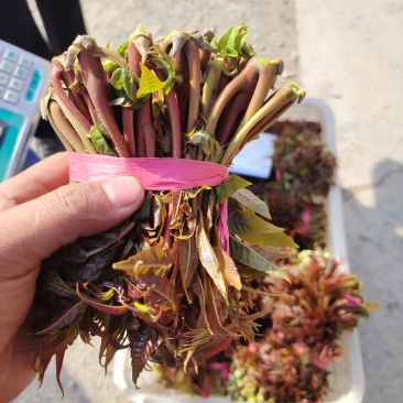 香椿芽头茬大量上市了，望全国各地的商家前来批发订购，，，