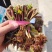 香椿芽头茬大量上市了，望全国各地的商家前来批发订购，，，