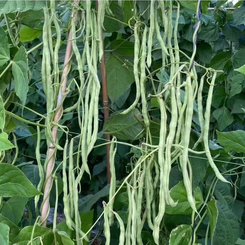 多禧无筋架豆王种子无筋架豆王无丝豆春季荚长肉厚四季豆角