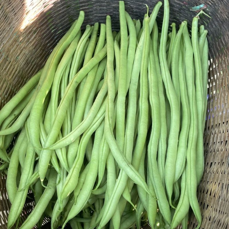 多禧无筋架豆王种子无筋架豆王无丝豆春季荚长肉厚四季豆角