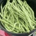 多禧无筋架豆王种子无筋架豆王无丝豆春季荚长肉厚四季豆角
