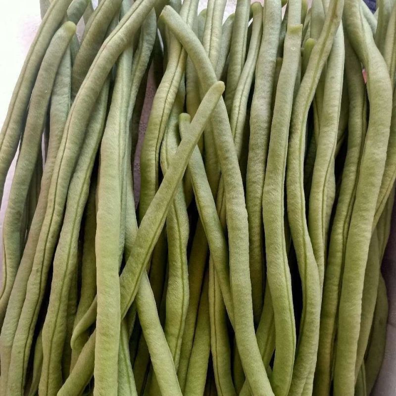 多禧无筋架豆王种子无筋架豆王无丝豆春季荚长肉厚四季豆角