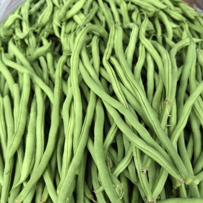 多禧无筋架豆王种子无筋架豆王无丝豆春季荚长肉厚四季豆角