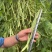 多禧无筋架豆王种子无筋架豆王无丝豆春季荚长肉厚四季豆角