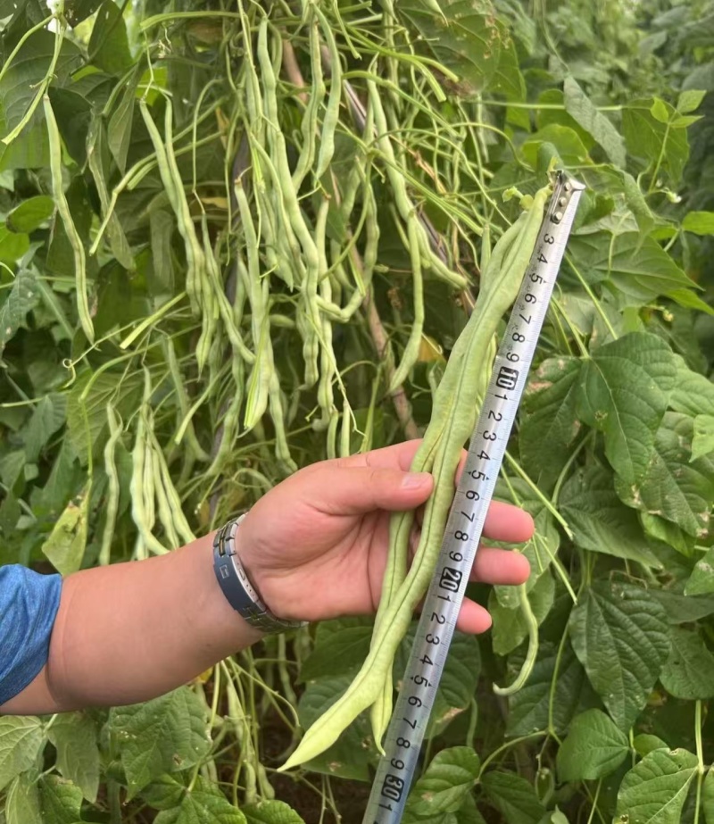 多禧无筋架豆王种子无筋架豆王无丝豆春季荚长肉厚四季豆角