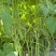 多禧无筋架豆王种子无筋架豆王无丝豆春季荚长肉厚四季豆角
