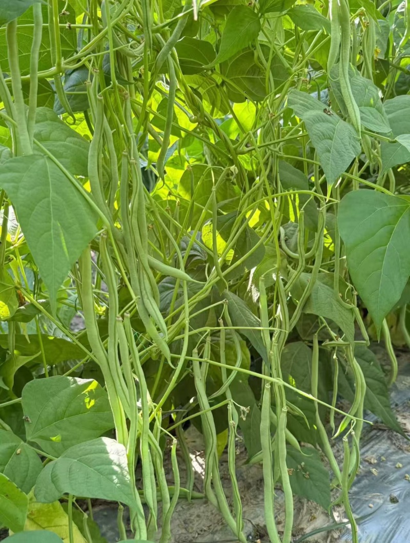 多禧无筋架豆王种子无筋架豆王无丝豆春季荚长肉厚四季豆角