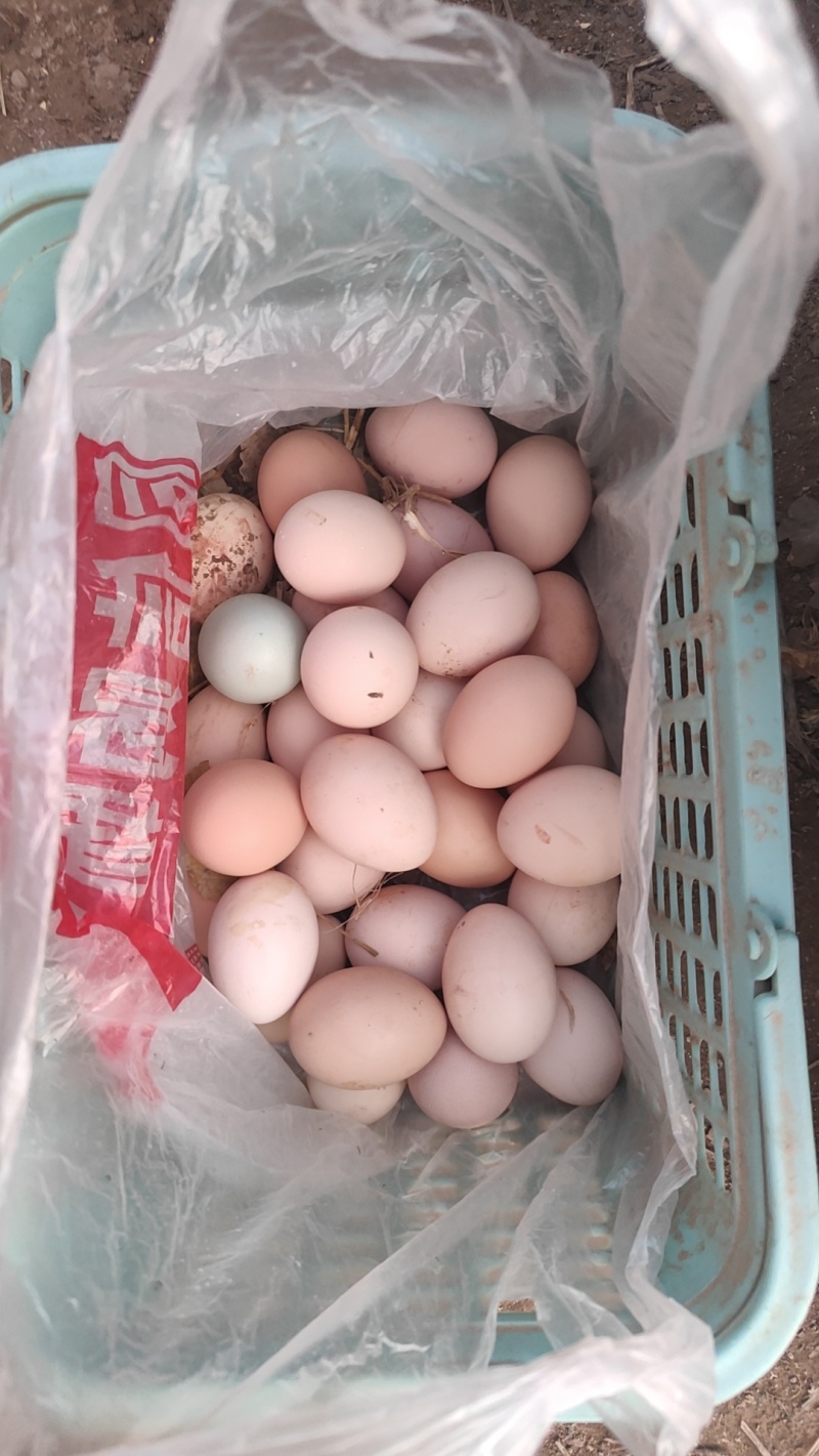 河间散养柴鸡蛋30枚一件代发包邮