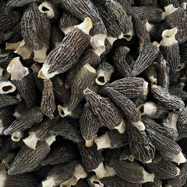 2026精品羊肚菌头茬肉厚，角白3-5厘米