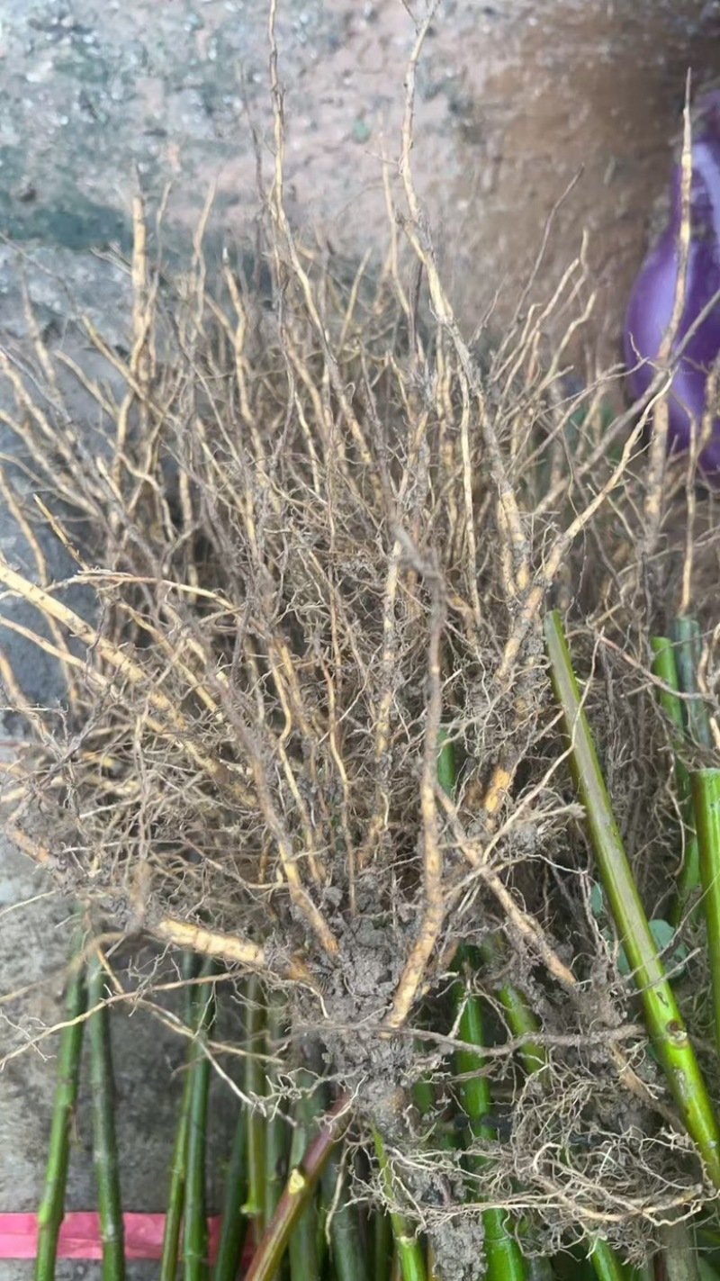 怀化精品钩藤苗，保质保量，欢迎各位老板选购