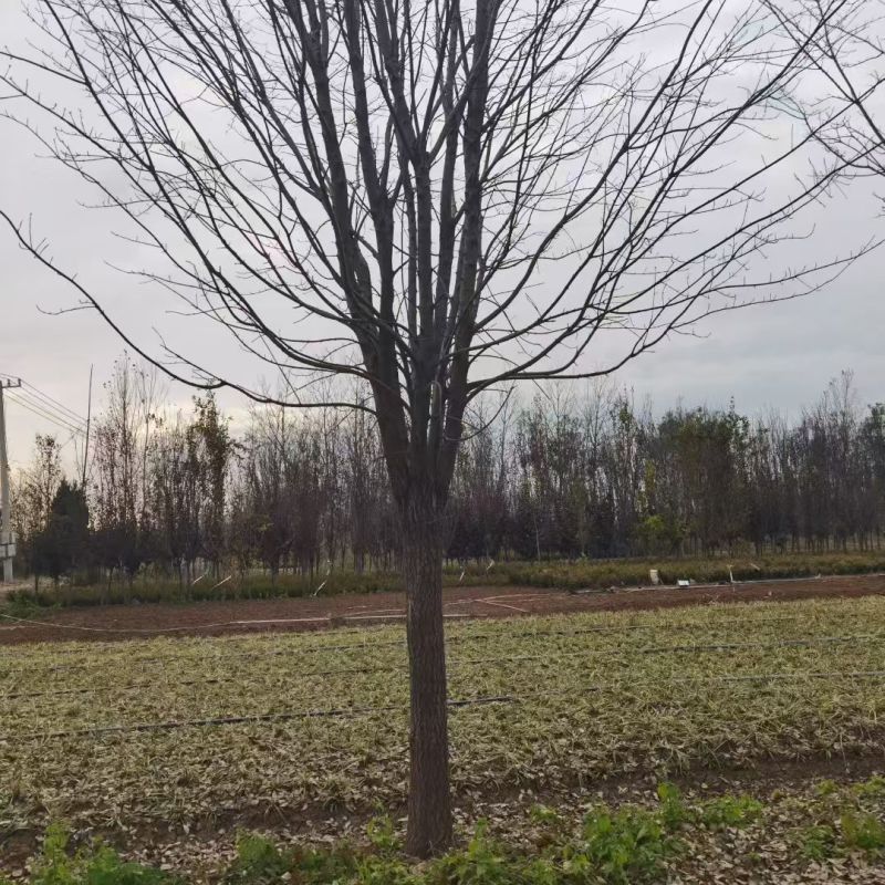 大量供应流苏树规格齐全，量大树树形自然美