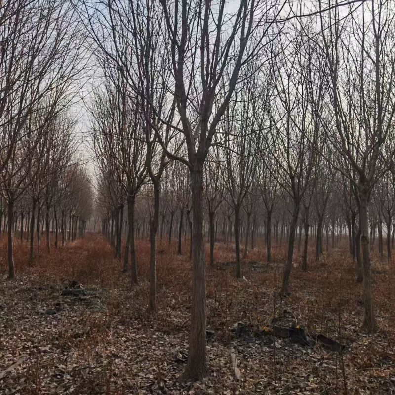 大量供应流苏树规格齐全，量大树树形自然美