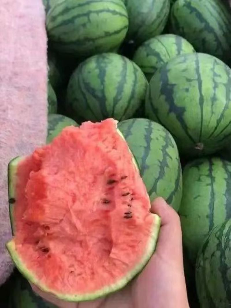 早春红玉西瓜，小糖丸，保证质量，代发全国，诚信第一