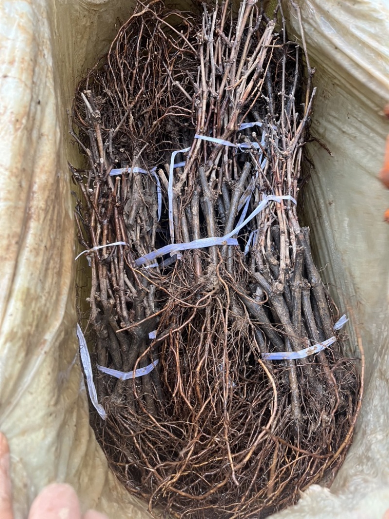 【正宗】户太八号葡萄苗苗圃现挖苗品种纯正死苗补发