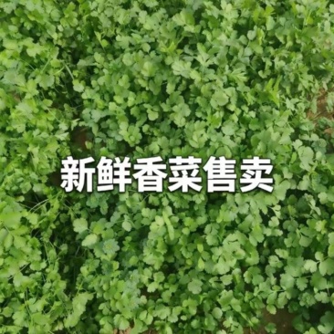 香菜