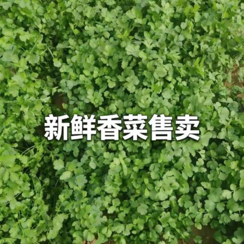 香菜