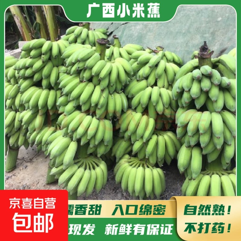 广西小米蕉特价一件代发电商货特价源头直发