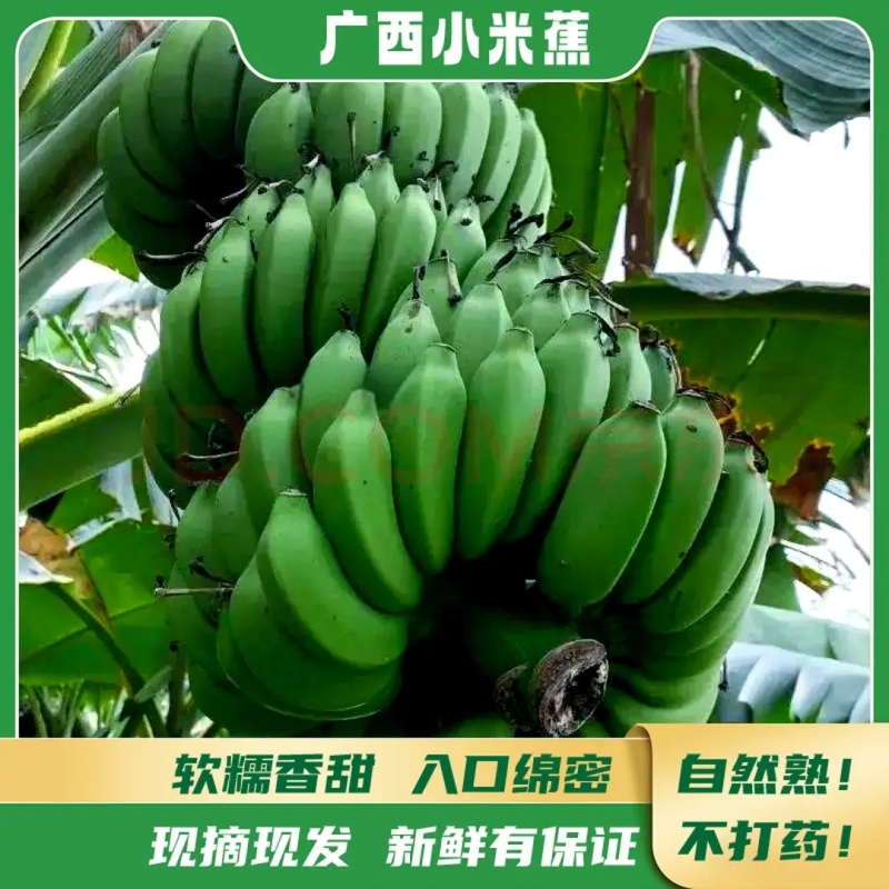 广西小米蕉特价一件代发电商货特价源头直发