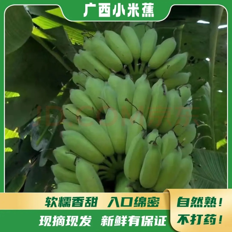 广西小米蕉特价一件代发电商货特价源头直发