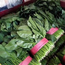 河南菠菜，基地大叶菠菜，品质高，视频看货，线上保障交易。