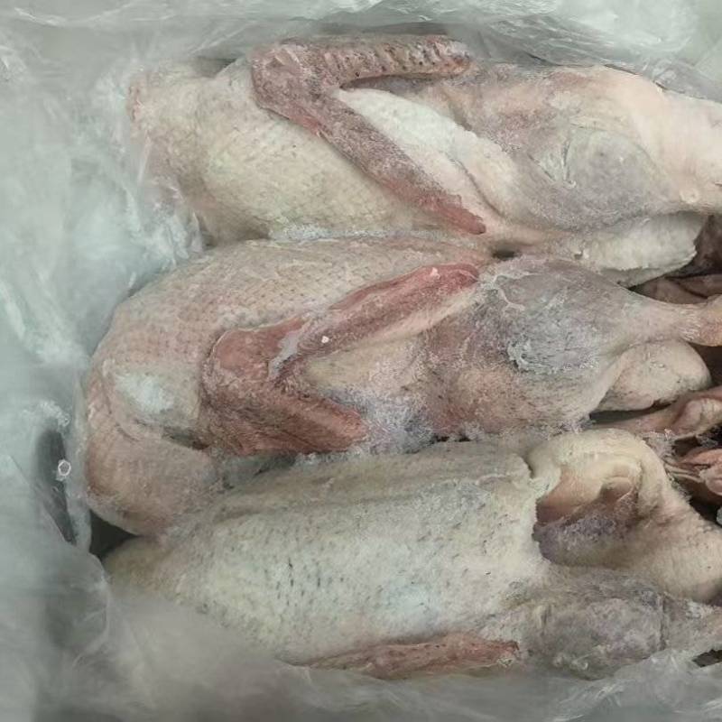 二级麻鸭单只4斤左右12吨