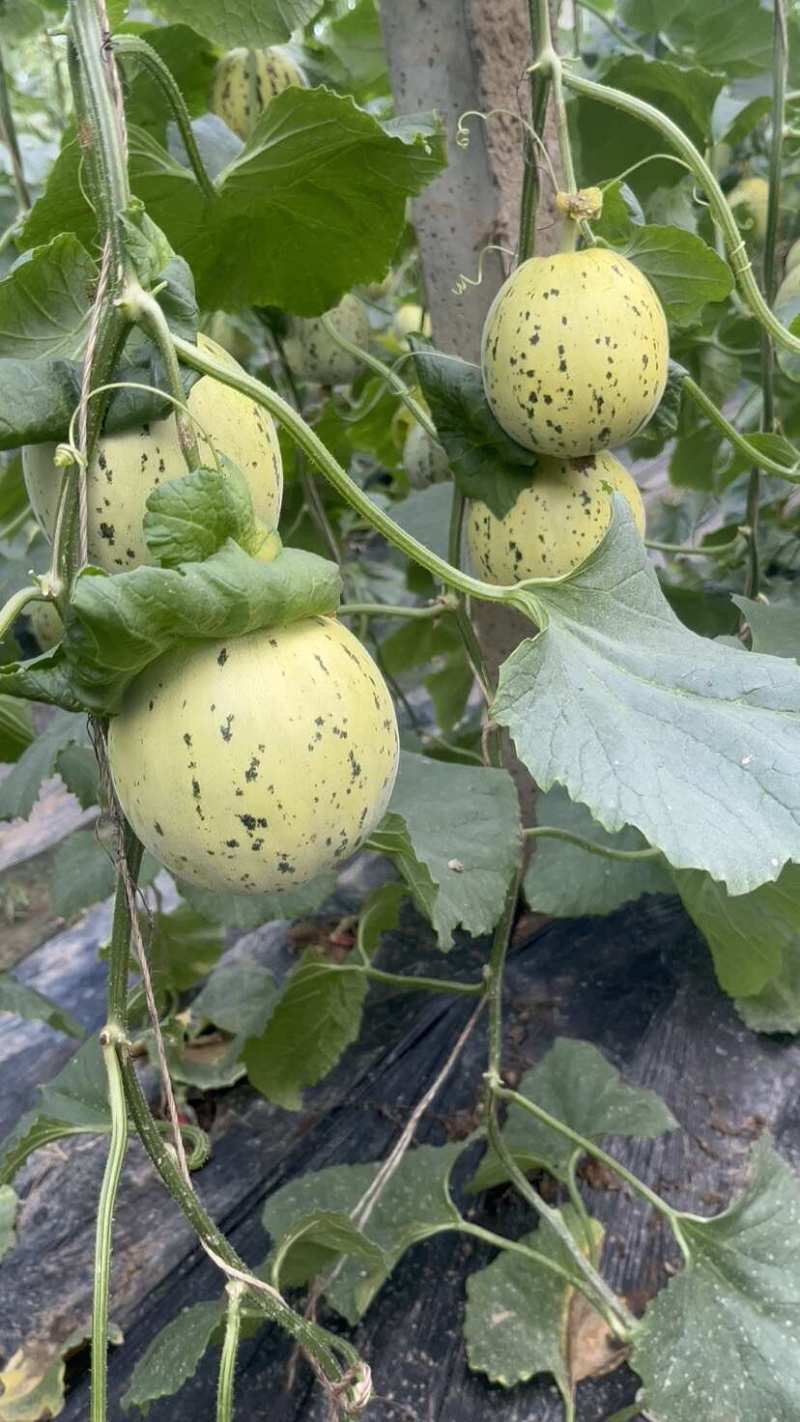 山东花美人甜瓜大量上市，口感超甜的花蕾甜瓜，供应电商市场