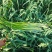 威宁县精品白帽蒜苔