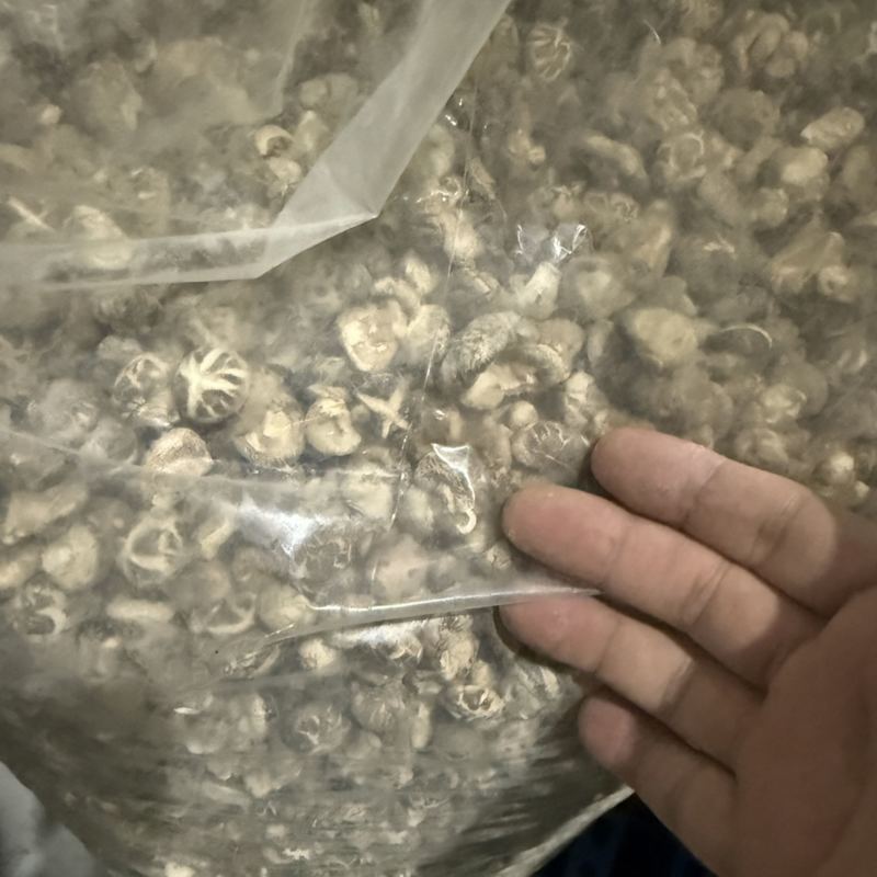 随州香菇珍珠花菇