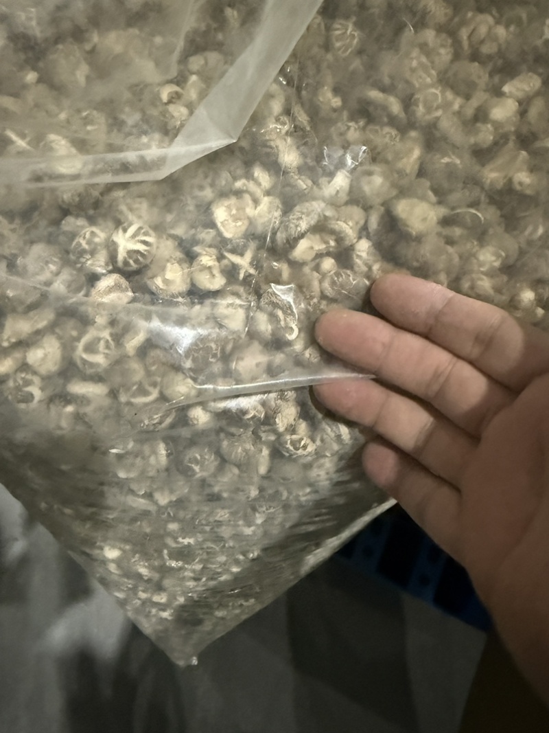 随州香菇珍珠花菇