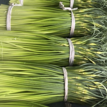 大丰精品一水早