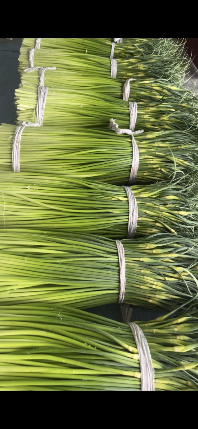 大丰精品一水早