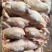纯干货老母鸡6-10只，净重11kg/件