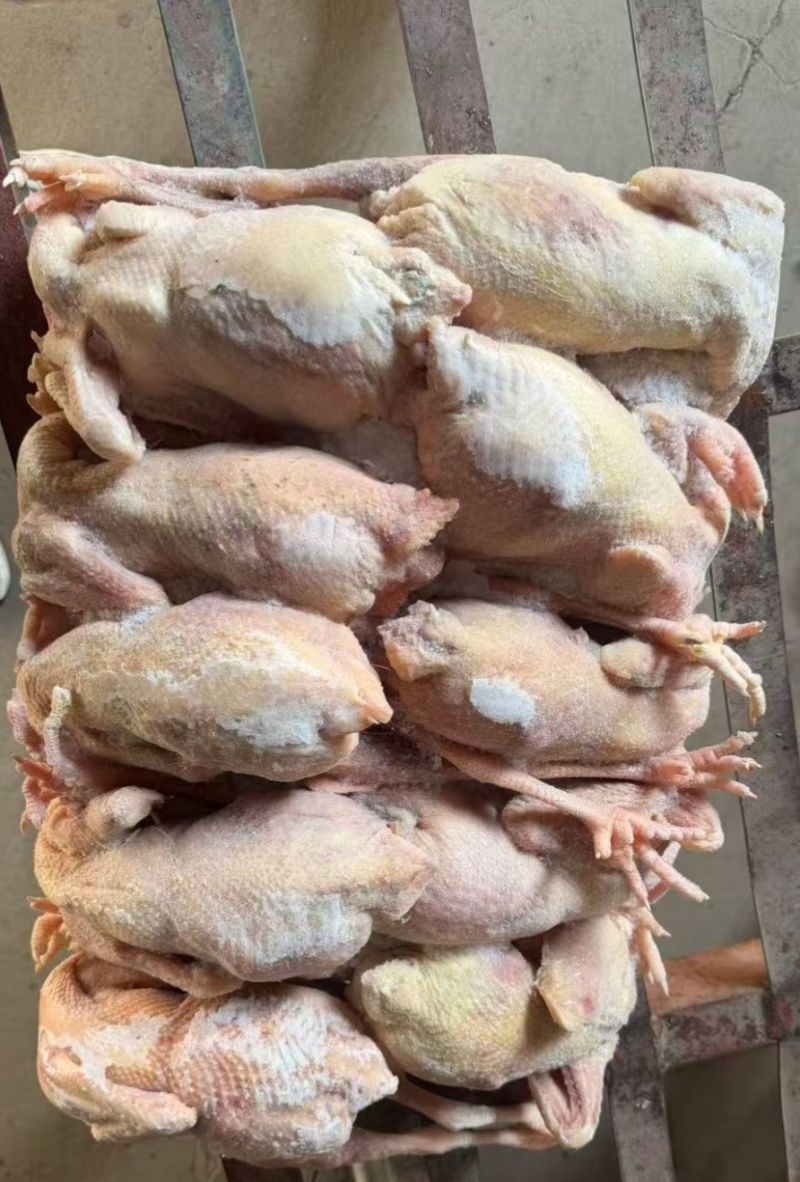 纯干货老母鸡6-10只，净重11kg/件