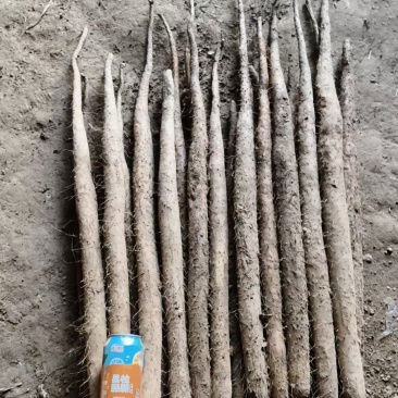 老板好今天是3月30号今天双棒山药不错有要货的老板联系
