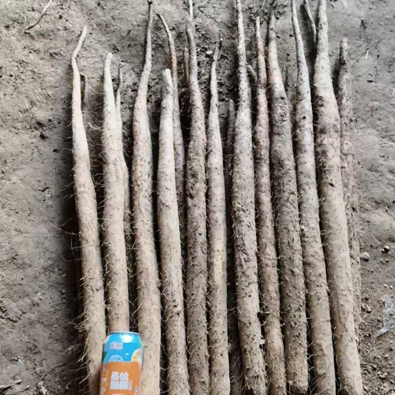老板好今天是3月30号今天双棒山药不错有要货的老板联系