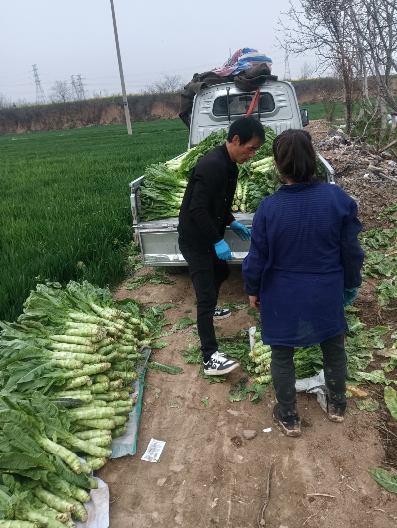 陕西兴平青笋品质好，杆壮无裂囗，无空心，对接市场对接商超