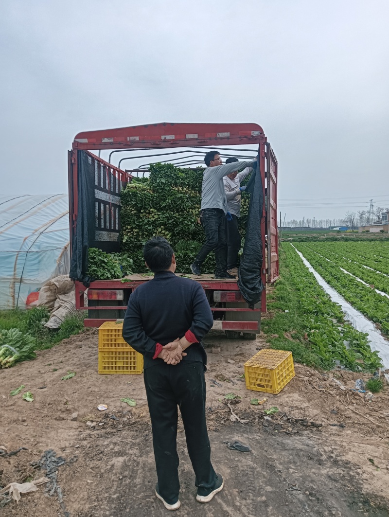 陕西兴平青笋品质好，杆壮无裂囗，无空心，对接市场对接商超