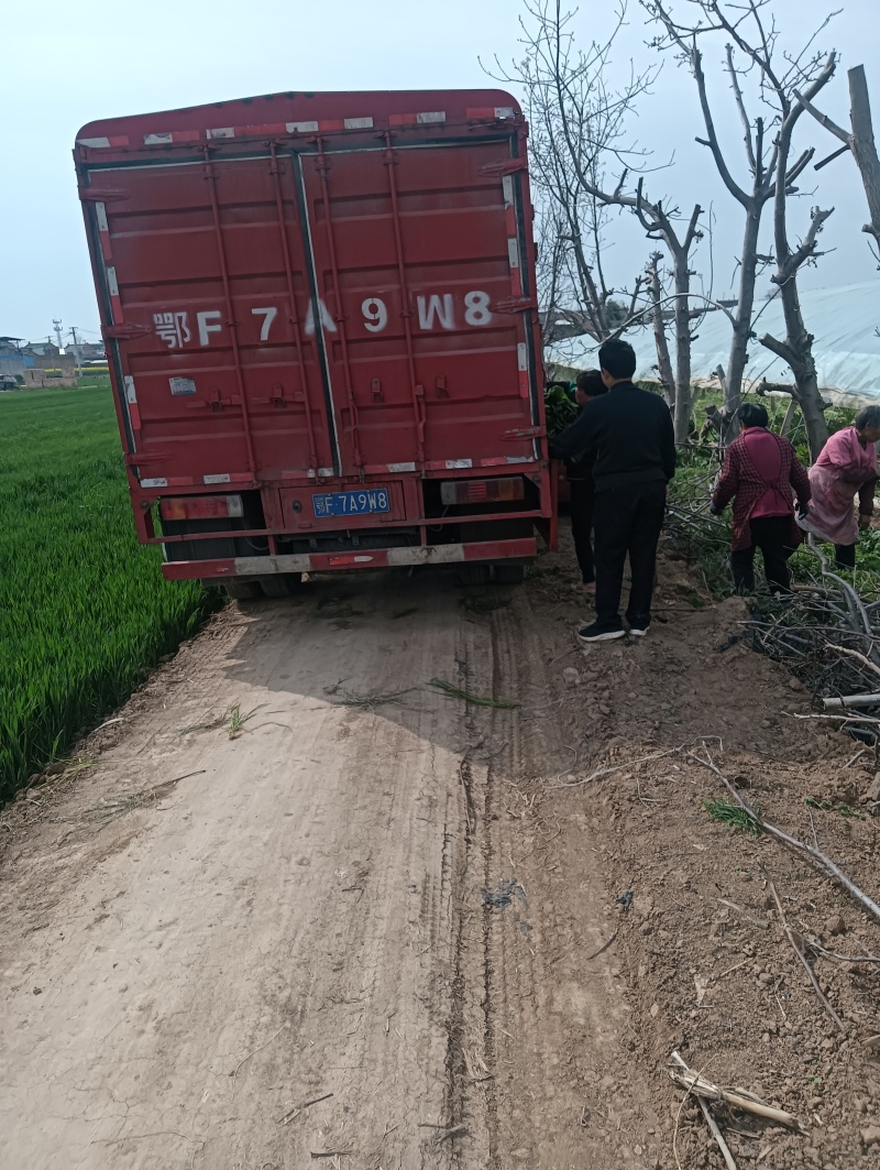 陕西兴平青笋品质好，杆壮无裂囗，无空心，对接市场对接商超