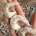 干冰虾仁