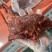 卤味熟食猪肉卤腱子肉全熟卤味泓鑫厂厂家直营