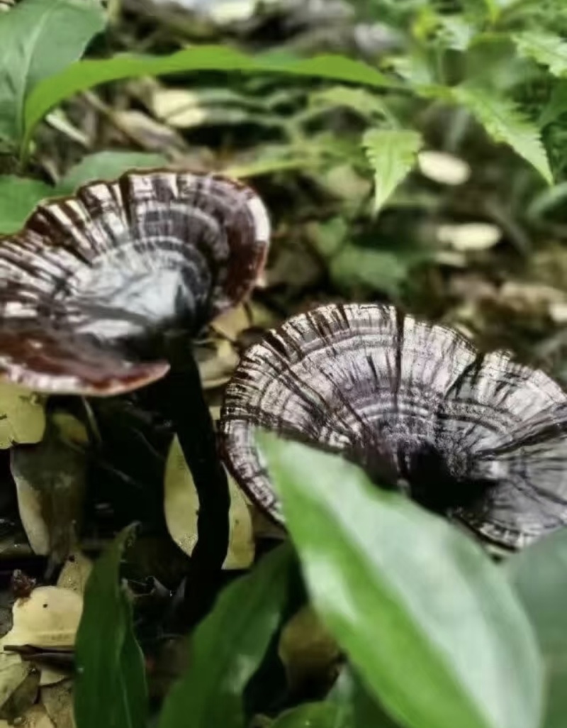 灵芝深山紫灵芝品质保证欢迎联系订购