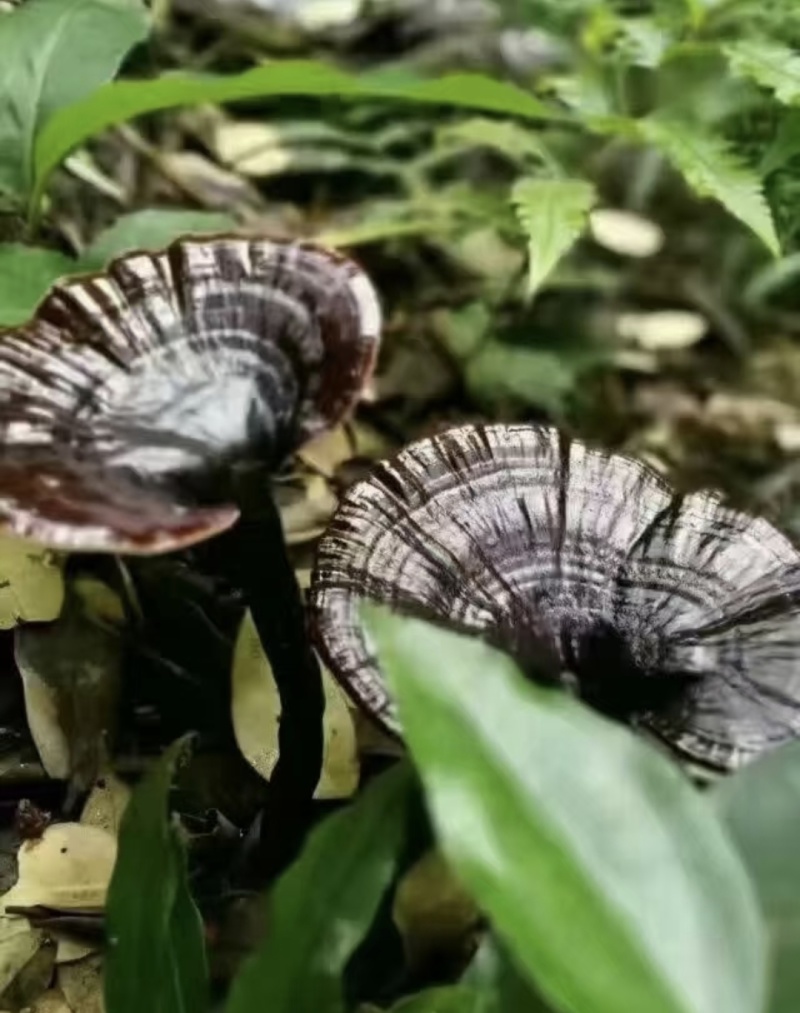 灵芝深山紫灵芝品质保证欢迎联系订购