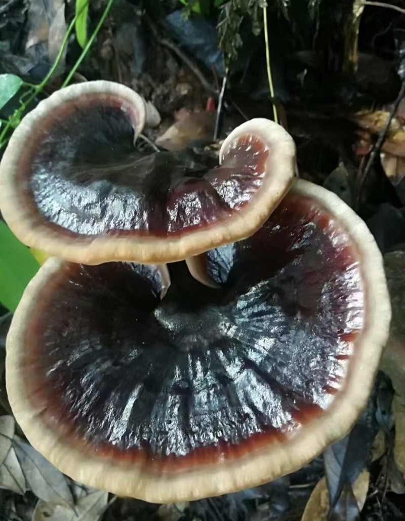 灵芝深山紫灵芝品质保证欢迎联系订购