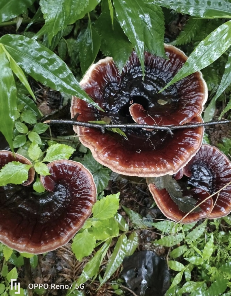 灵芝深山紫灵芝品质保证欢迎联系订购
