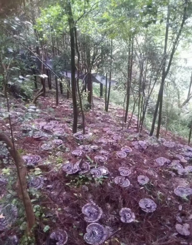 灵芝深山紫灵芝品质保证欢迎联系订购