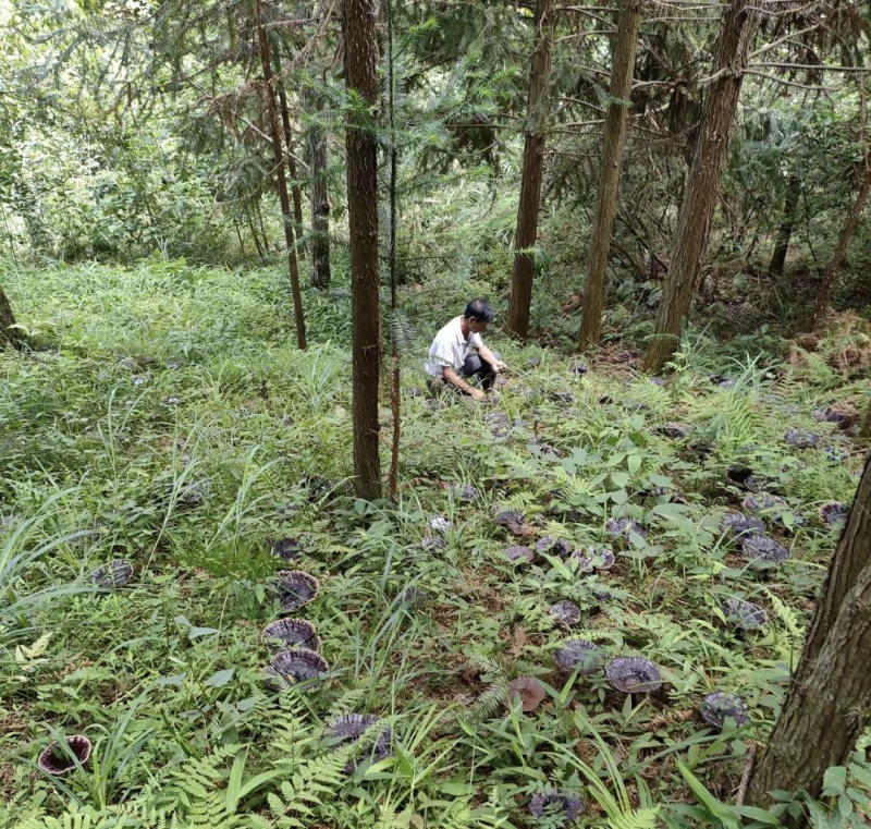 灵芝深山紫灵芝品质保证欢迎联系订购