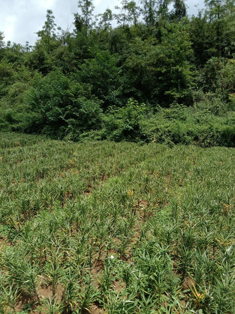 湖南龙山卷丹百合干