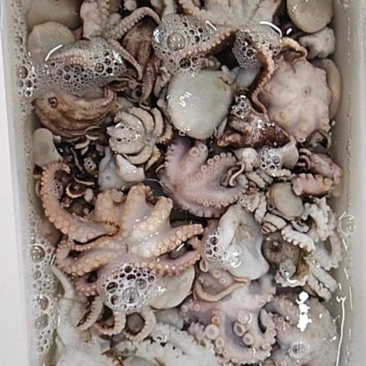 八爪鱼