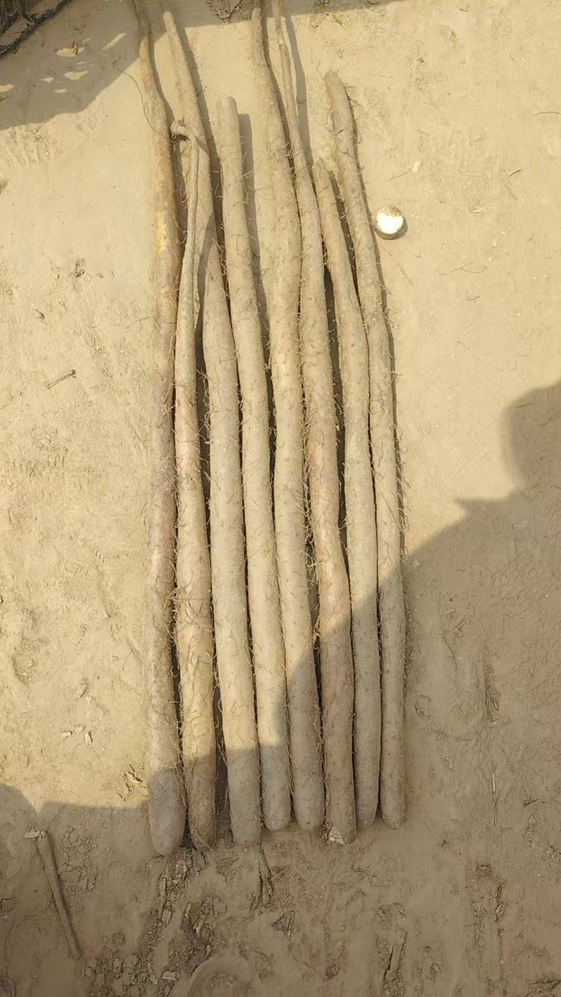 白玉咕噜
